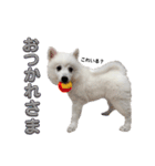 日本スピッツのましろ〜赤ちゃん編〜（個別スタンプ：12）