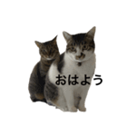 ゼロココ3（個別スタンプ：1）