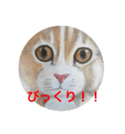 おおさかねこちゃん4（個別スタンプ：1）