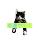 とんちゃん一家 ネコ的なブルー（個別スタンプ：5）