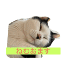 とんちゃん一家 ネコ的なブルー（個別スタンプ：11）