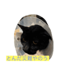 とんちゃん一家 ネコ的なブルー（個別スタンプ：18）
