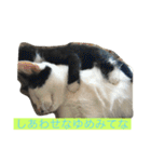 とんちゃん一家 ネコ的なブルー（個別スタンプ：29）