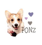 PONZ 1st コーギーぽんずのスタンプ -Rev-（個別スタンプ：1）
