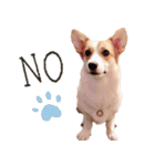 PONZ 1st コーギーぽんずのスタンプ -Rev-（個別スタンプ：15）