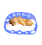 Happy♡チワックス（個別スタンプ：3）