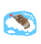Happy♡チワックス（個別スタンプ：5）