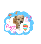 Happy♡チワックス（個別スタンプ：7）