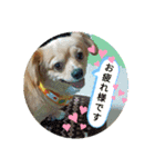 Happy♡チワックス（個別スタンプ：9）