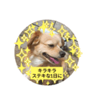 Happy♡チワックス（個別スタンプ：13）