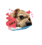 Happy♡チワックス（個別スタンプ：14）