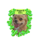 Happy♡チワックス（個別スタンプ：15）