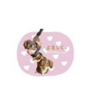 ♡チワックスのテテ氏とティムたん（個別スタンプ：5）