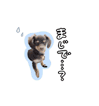 ♡チワックスのテテ氏とティムたん（個別スタンプ：9）