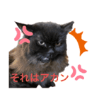 黒猫 ルナ院長112にゃんめ（個別スタンプ：4）