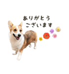 PONZ 2nd コーギーぽんずのスタンプ -Rev-（個別スタンプ：13）