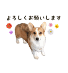 PONZ 2nd コーギーぽんずのスタンプ -Rev-（個別スタンプ：14）