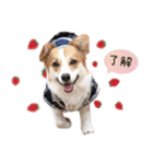PONZ 2nd コーギーぽんずのスタンプ -Rev-（個別スタンプ：15）