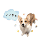 PONZ 2nd コーギーぽんずのスタンプ -Rev-（個別スタンプ：16）