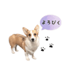PONZ 2nd コーギーぽんずのスタンプ -Rev-（個別スタンプ：17）
