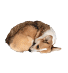 PONZ 2nd コーギーぽんずのスタンプ -Rev-（個別スタンプ：22）