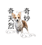 PONZ 2nd コーギーぽんずのスタンプ -Rev-（個別スタンプ：26）