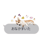 PONZ 2nd コーギーぽんずのスタンプ -Rev-（個別スタンプ：33）