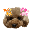 トイプ ポアロ3（個別スタンプ：3）