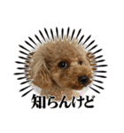 トイプ ポアロ3（個別スタンプ：10）
