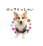 PONZ 3rd コーギーぽんずのスタンプ -Rev-（個別スタンプ：6）