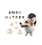 PONZ 3rd コーギーぽんずのスタンプ -Rev-（個別スタンプ：8）
