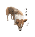 PONZ 3rd コーギーぽんずのスタンプ -Rev-（個別スタンプ：9）