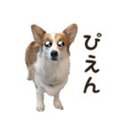 PONZ 3rd コーギーぽんずのスタンプ -Rev-（個別スタンプ：12）