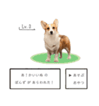 PONZ 3rd コーギーぽんずのスタンプ -Rev-（個別スタンプ：27）