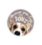 PONZ 4th コーギーぽんずのスタンプ -Rev-（個別スタンプ：2）