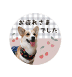 PONZ 4th コーギーぽんずのスタンプ -Rev-（個別スタンプ：5）