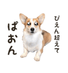 PONZ 4th コーギーぽんずのスタンプ -Rev-（個別スタンプ：12）