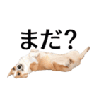 PONZ 4th コーギーぽんずのスタンプ -Rev-（個別スタンプ：25）
