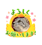PURA Love（個別スタンプ：3）