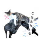 ねこちゃんたち♡（個別スタンプ：1）