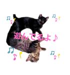 ねこちゃんたち♡（個別スタンプ：2）