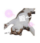 ねこちゃんたち♡（個別スタンプ：5）