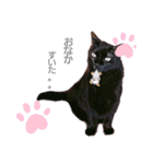 ねこちゃんたち♡（個別スタンプ：7）