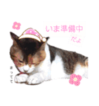 ねこちゃんたち♡（個別スタンプ：8）
