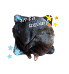 ねこちゃんたち♡（個別スタンプ：10）