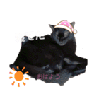 ねこちゃんたち♡（個別スタンプ：11）