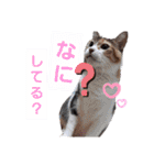 ねこちゃんたち♡（個別スタンプ：12）