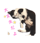 ねこちゃんたち♡（個別スタンプ：16）