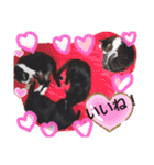 ねこちゃんたち♡（個別スタンプ：17）