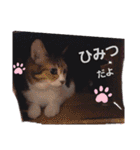 ねこちゃんたち♡（個別スタンプ：18）